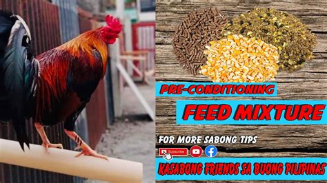 condition vitamins sa manok panabong|Guide para sa Tamang Pakain with GMP Feeds .